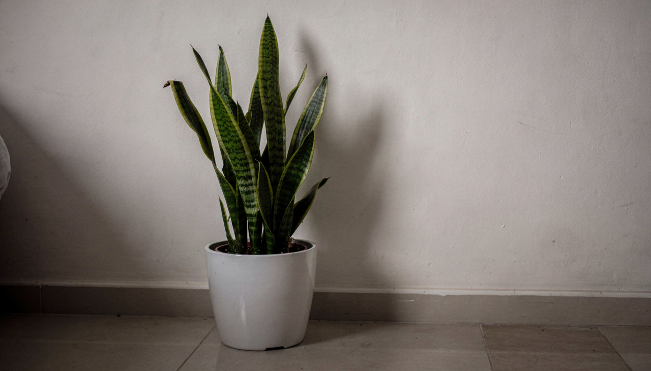 O sucesso do cultivo em locais sombreados depende inteiramente do controle rigoroso da rega