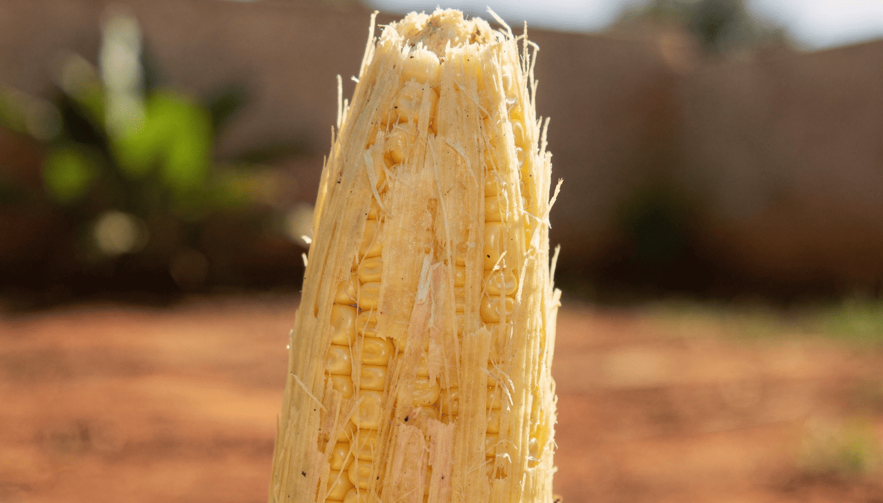Uma das formas práticas de aproveitar o miolo da espiga de milho no jardim é colocar pequenos pedaços no fundo dos vasos antes de adicionar a terra