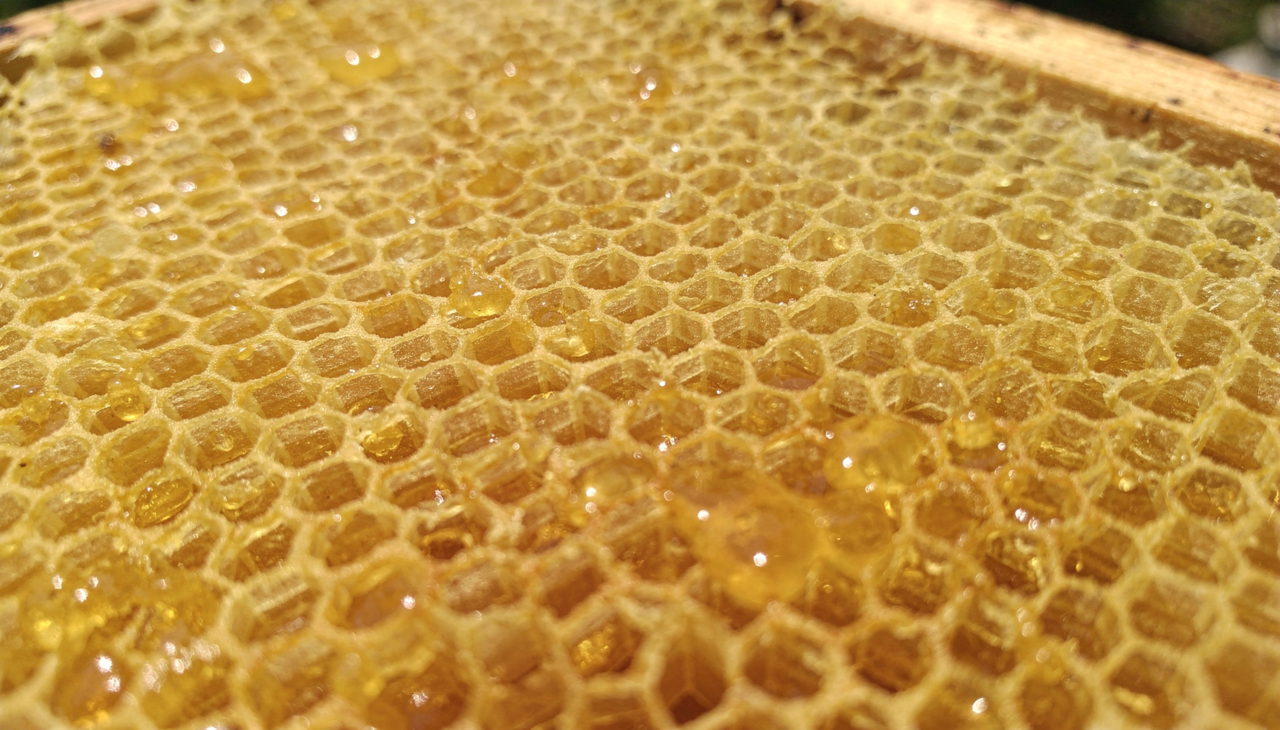 A construção começa com a secreção de escamas de cera