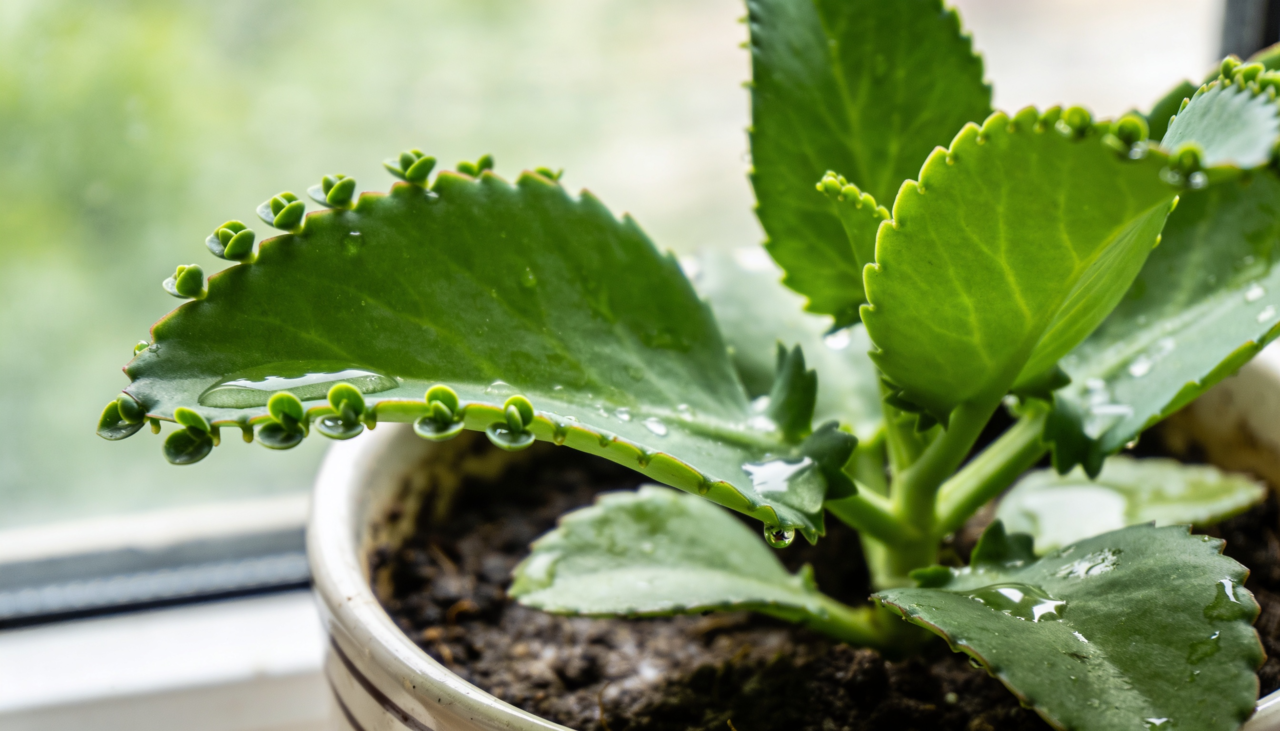 A pressão radicular empurra o líquido para cima quando a transpiração é baixa