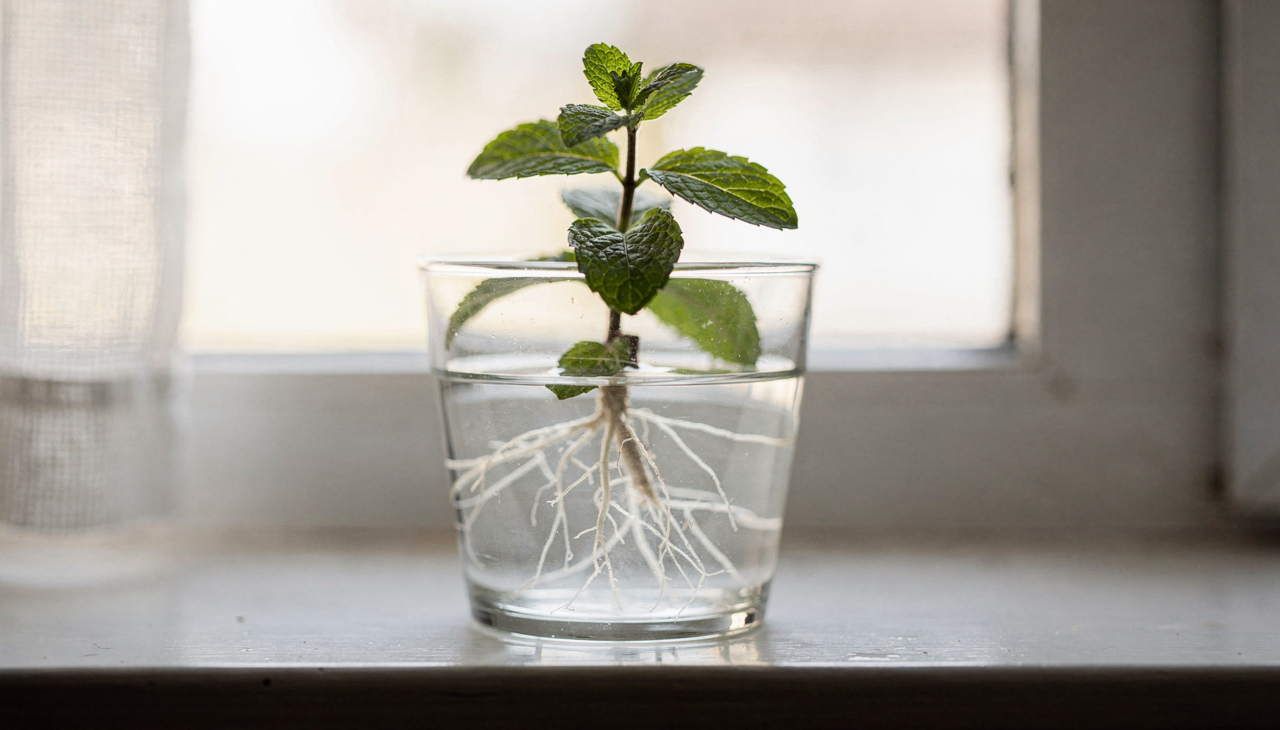 O método de enraizamento na água é o mais eficaz e visualmente gratificante para propagar hortelã