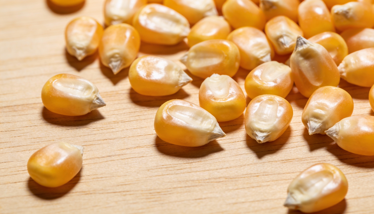 O milho comum, como o dentado ou o doce, possui um pericarpo muito fino que não suporta a pressão interna do vapor d’água