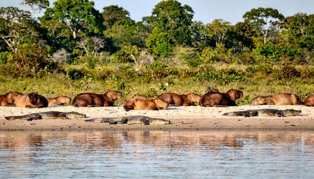 A imagem de predadores e presas dividindo o mesmo barranco de areia ocorre frequentemente porque ambos necessitam do calor do sol