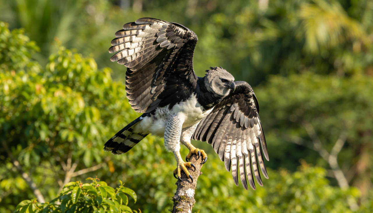 As garras desta águia são ferramentas de destruição em massa