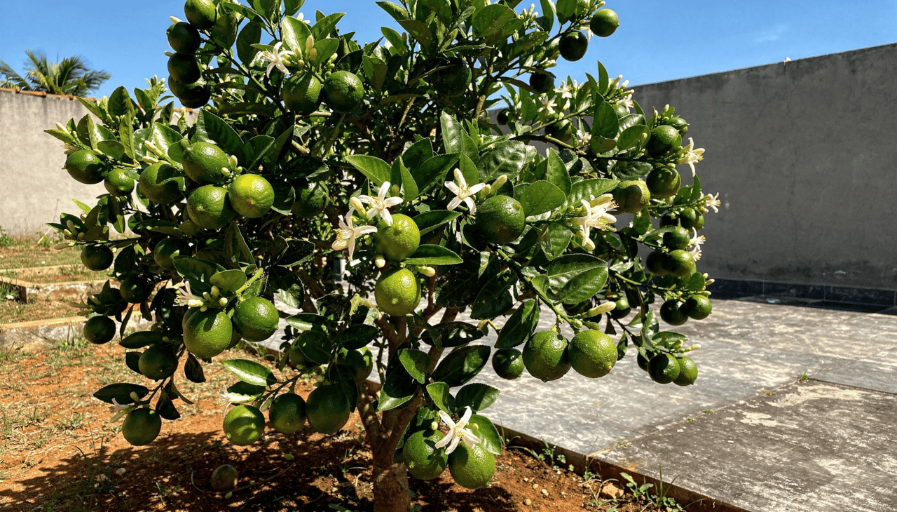 Uma das maiores vantagens dessa frutífera é justamente a flexibilidade de cultivo