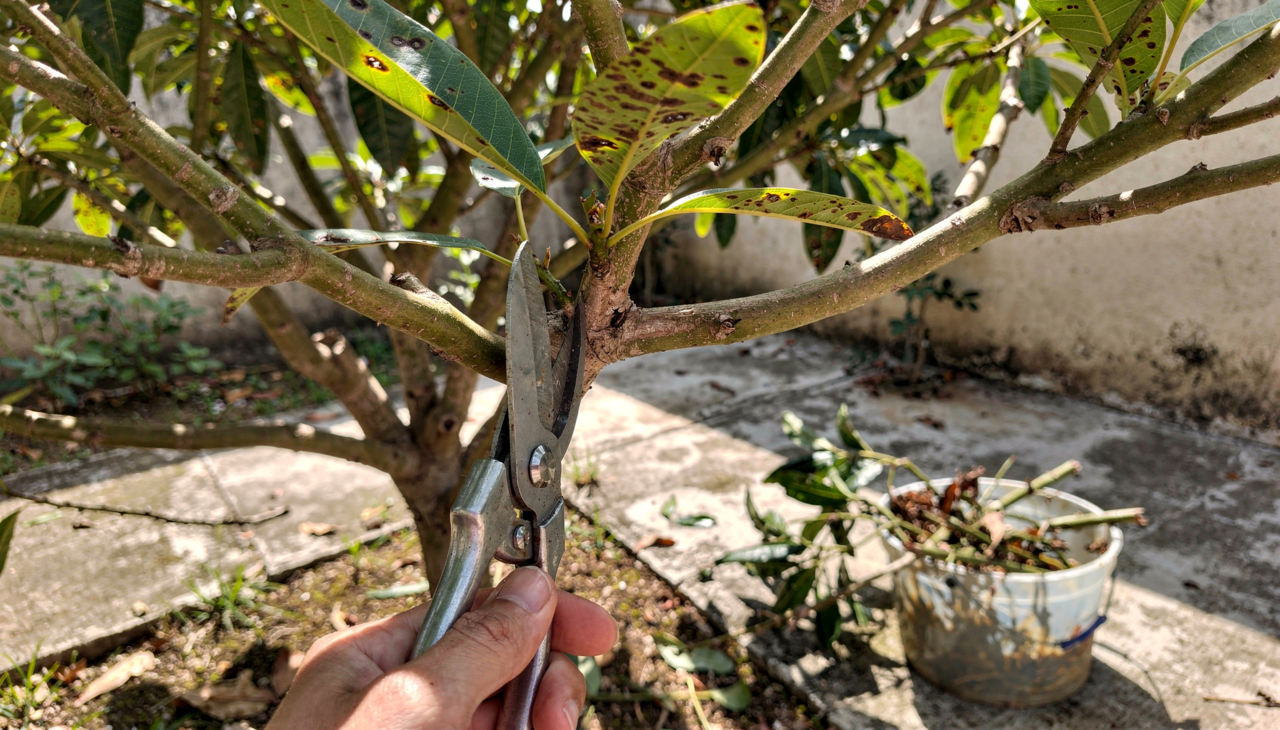 O surgimento dessa coloração escura geralmente está associado ao desenvolvimento de um fungo