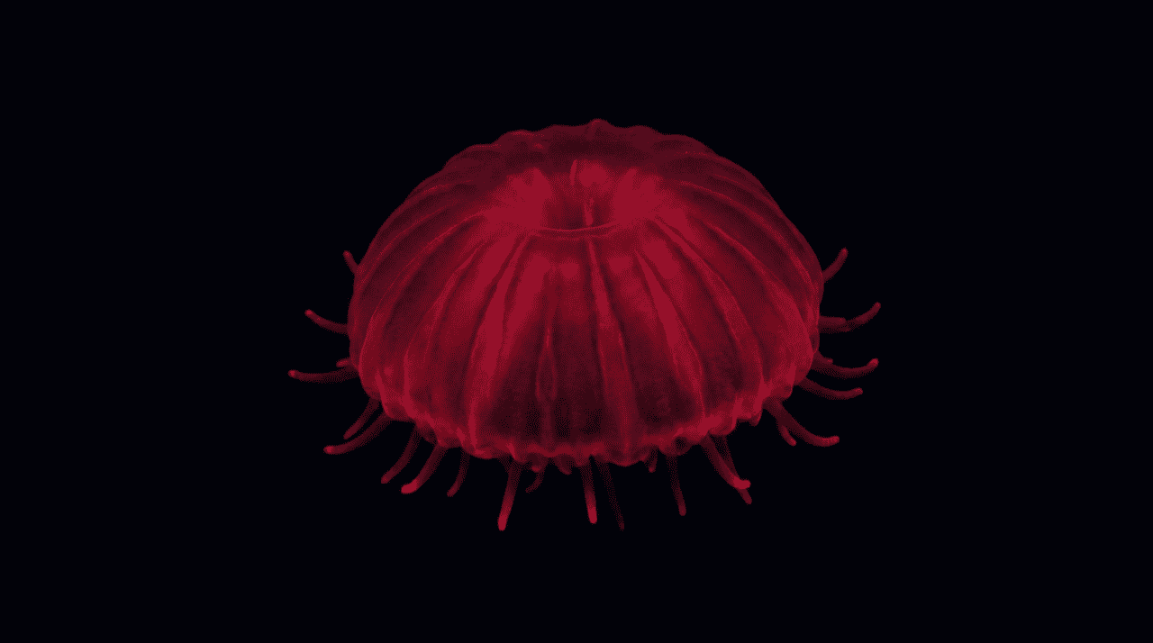 A descoberta deste animal fascinante ocorreu durante as extensas expedições de monitoramento das águas profundas na região da Califórnia