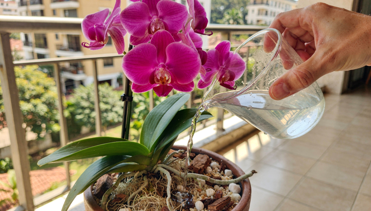 No cultivo de orquídeas, qualquer reforço nutricional deve ser equilibrado