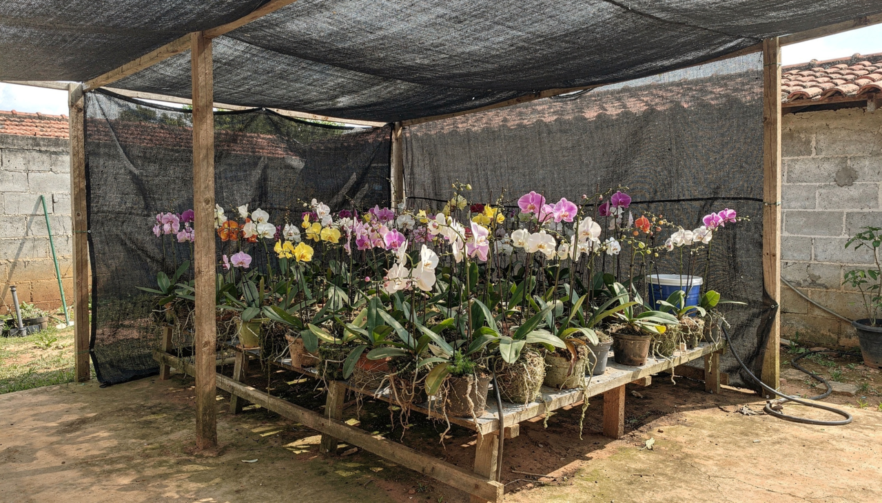 O valor de um orquidário doméstico varia de projetos simples a instalações mais elaboradas