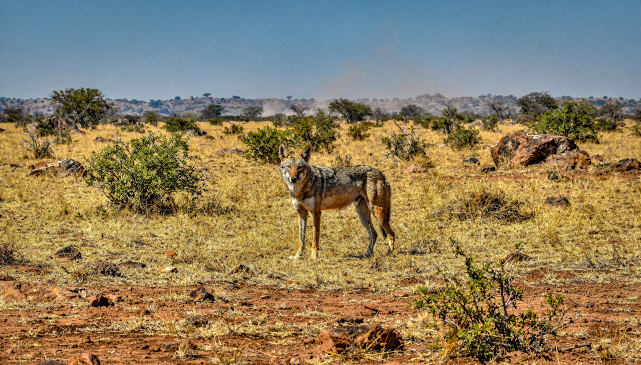 Longe de serem vazios, esses campos espinhosos abrigam uma densidade surpreendente de vida especializada