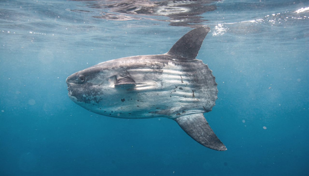 Conhecido popularmente como peixe-lua, o Mola mola é uma figura inconfundível nos mares globais