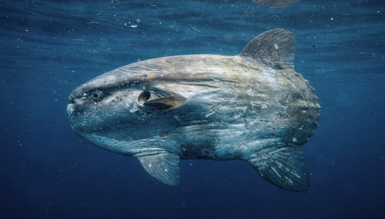 Conhecido popularmente como peixe-lua, o Mola mola é uma figura inconfundível nos mares globais
