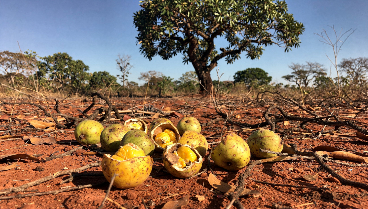 A busca pelo fruto perfeito exige disposição e conhecimento geográfico