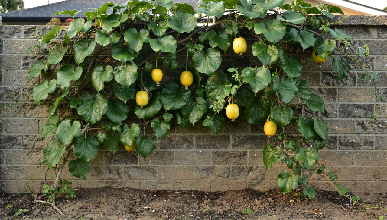 Para iniciar o plantio com sucesso, o jardineiro atento escolhe um local estratégico