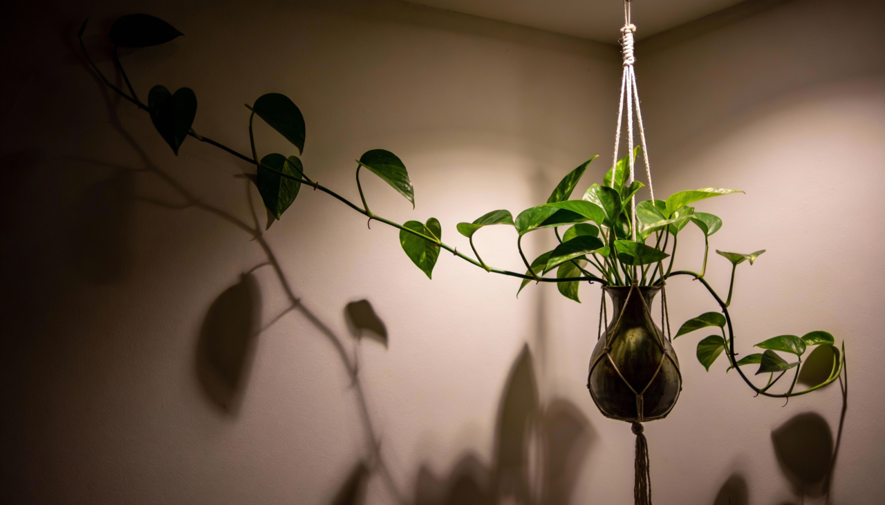 planta jiboia também surge como uma excelente alternativa para quem busca folhagens pendentes