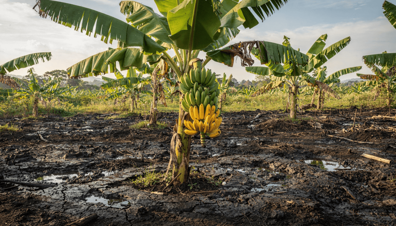 O mecanismo de absorção radicular funciona como a porta de entrada para que os poluentes migrem da terra diretamente para o interior dos tecidos vegetais