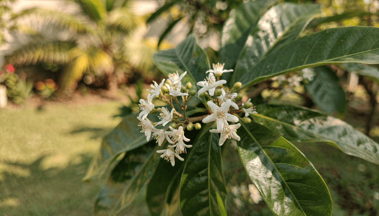 a pitangueira responde muito bem a um manejo básico que potencializa sua produção e mantém a planta com boa saúde por décadas