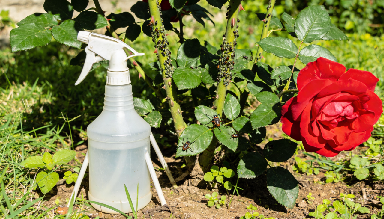 A eficácia desse método atravessa gerações