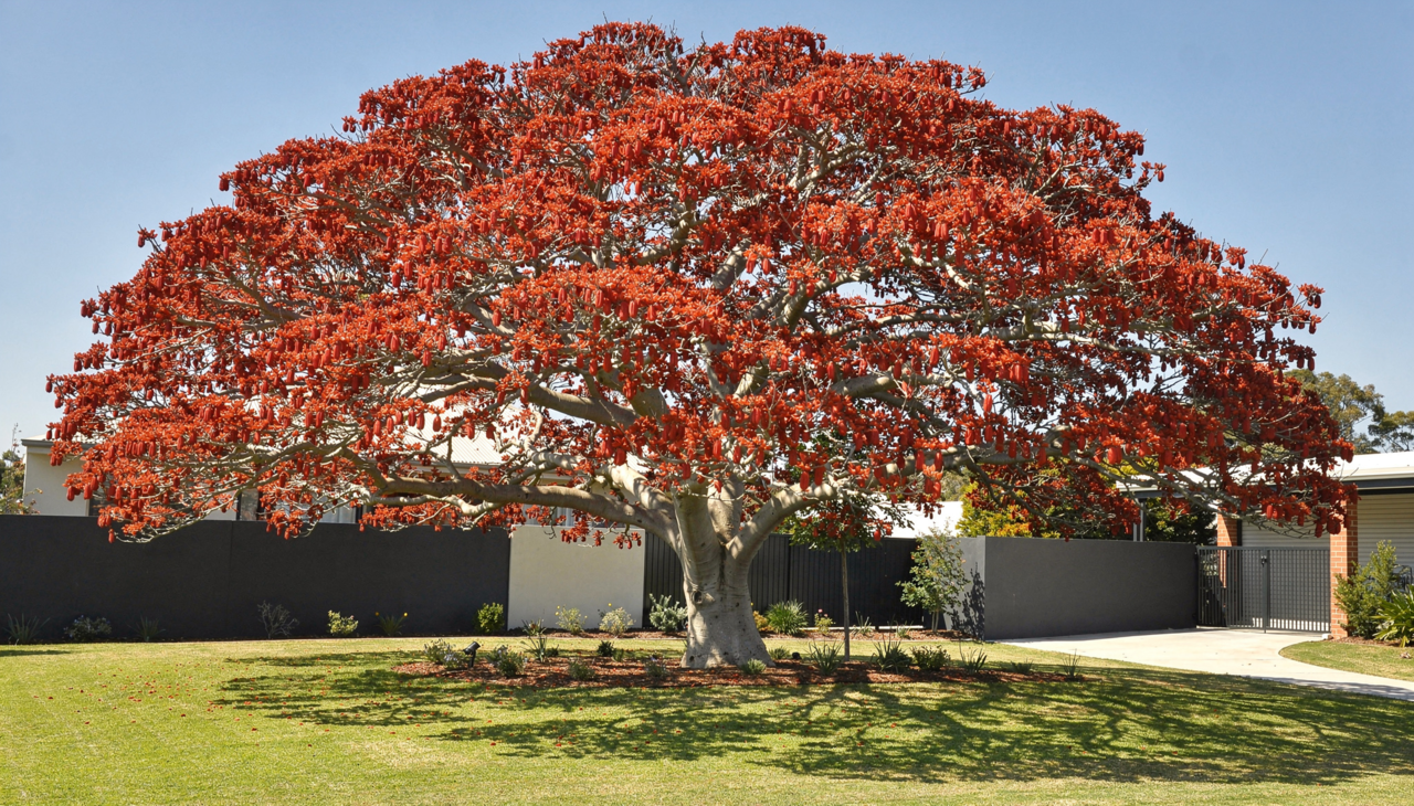 O impacto estético dessa árvore ocorre devido ao contraste entre suas flores e o tronco