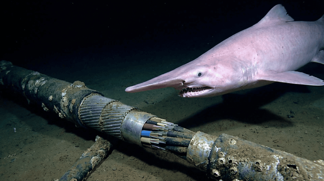 A sensibilidade desses predadores ao campo magnético emitido pela corrente elétrica é um dos maiores desafios técnicos da atualidade