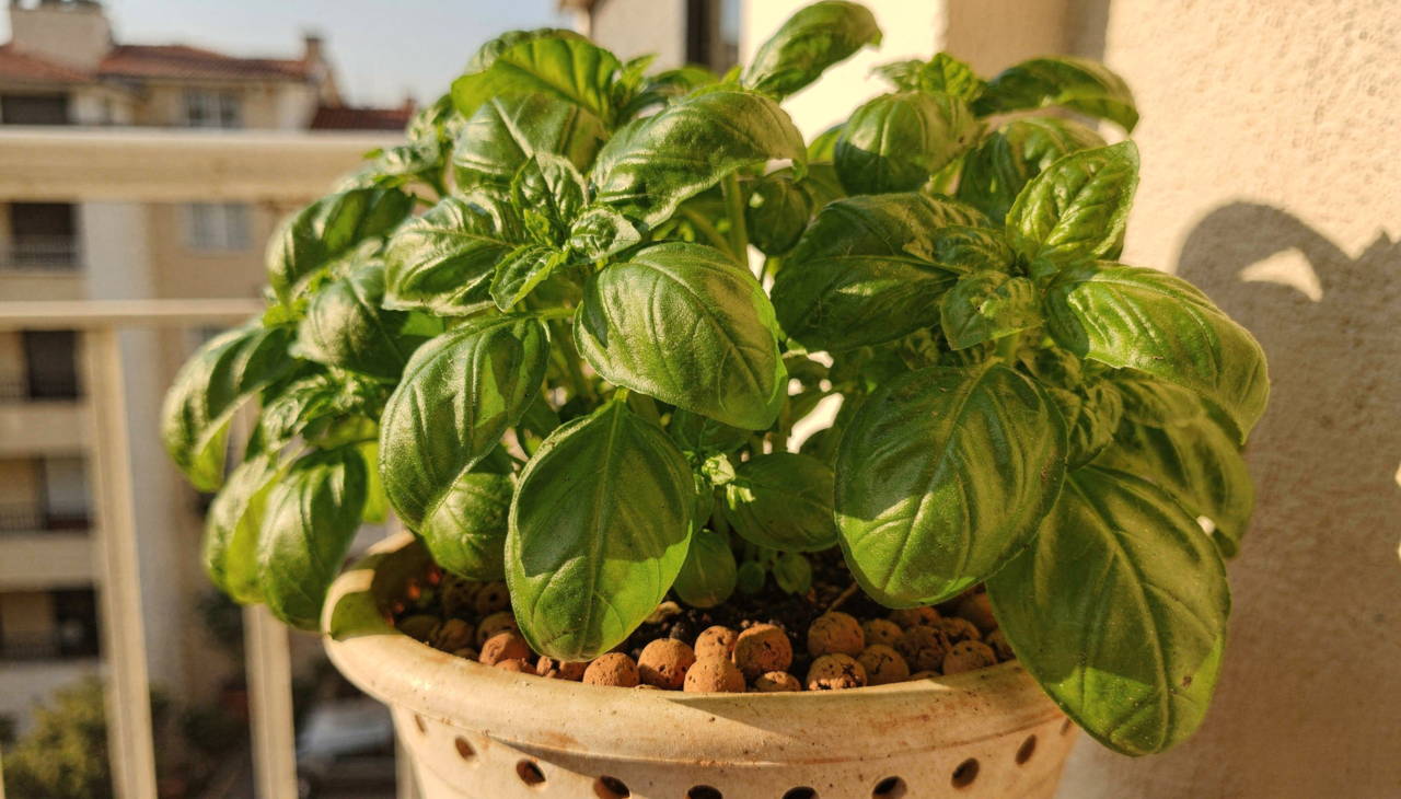 O manjericão é uma planta que aprecia calor e luminosidade abundante