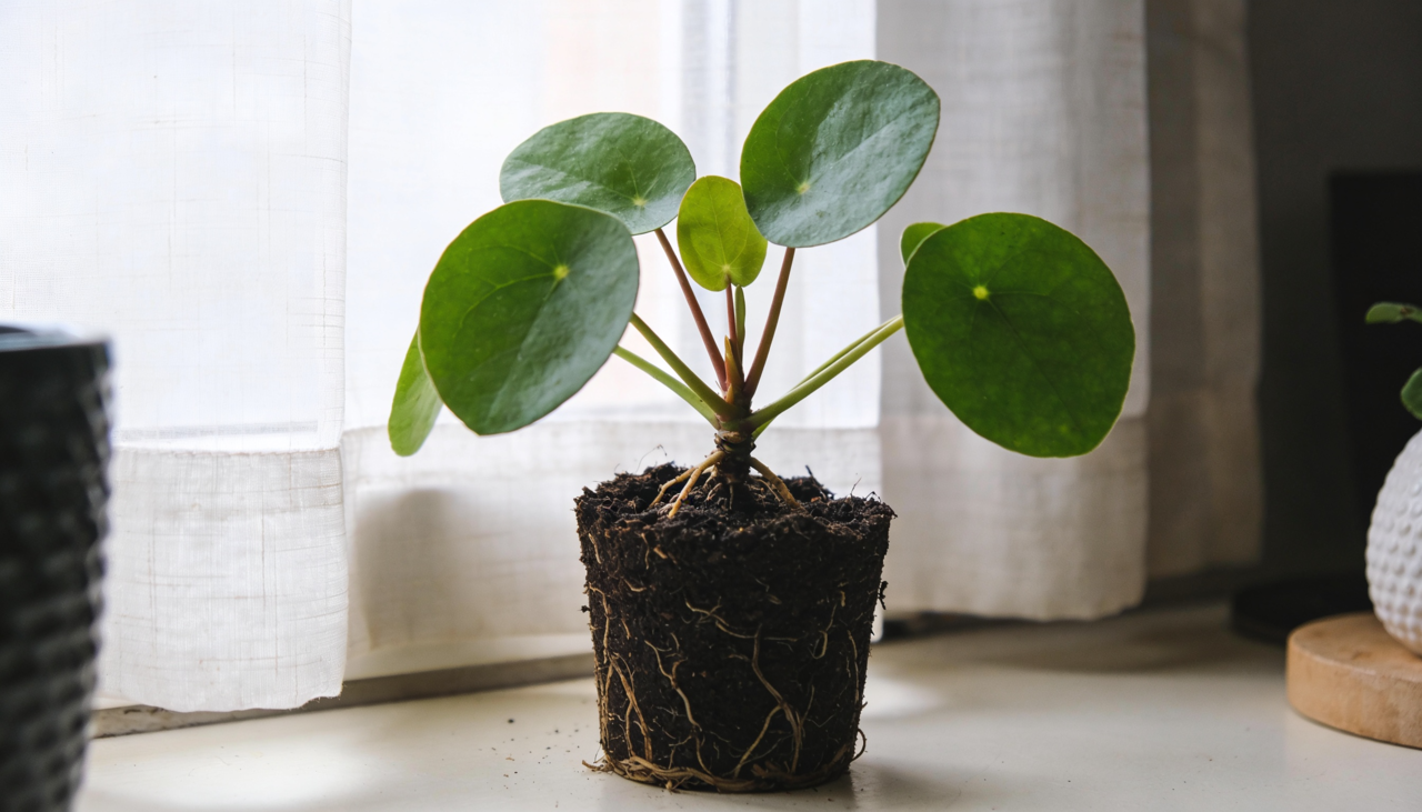 O ideal é posicionar o vaso em um espaço com luz indireta abundante