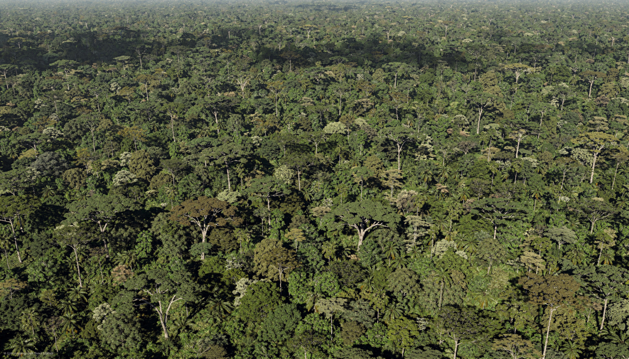 A estabilidade ambiental de uma floresta densa depende diretamente da robustez de sua vegetação