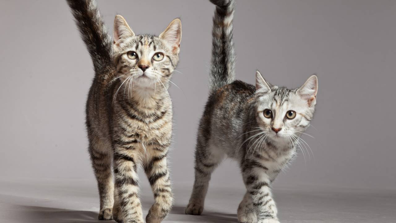 De cheirar sapatos a bloquear a passagem: veja o que significa a linguagem corporal do seu gato na porta de casa e como tornar sua rotina mais leve.