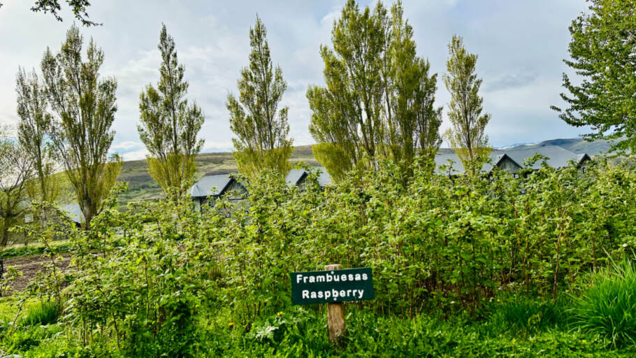 Os ingredientes são da horta e estufa do Las Torres, que ficam aos pés da montanha