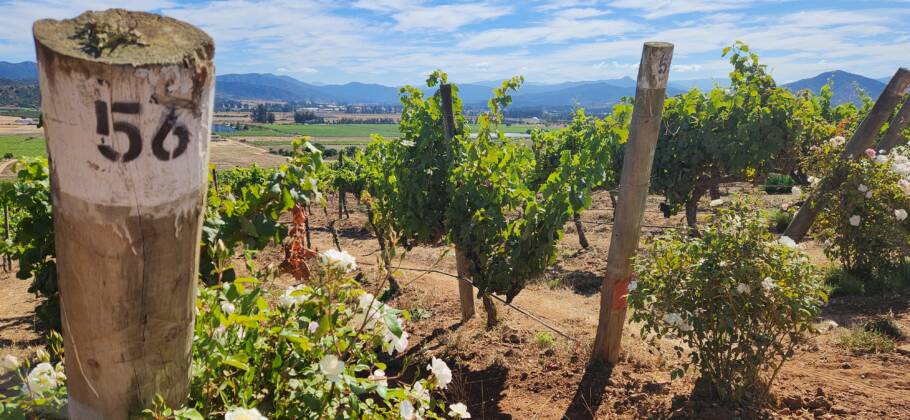 Vinhedos da Casas del Bosque, uma das vinícolas premidas do Chile