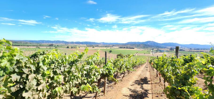 A Casas del Bosque tem apenas 150 hectares de vinhedos cultivados com diversas variedades