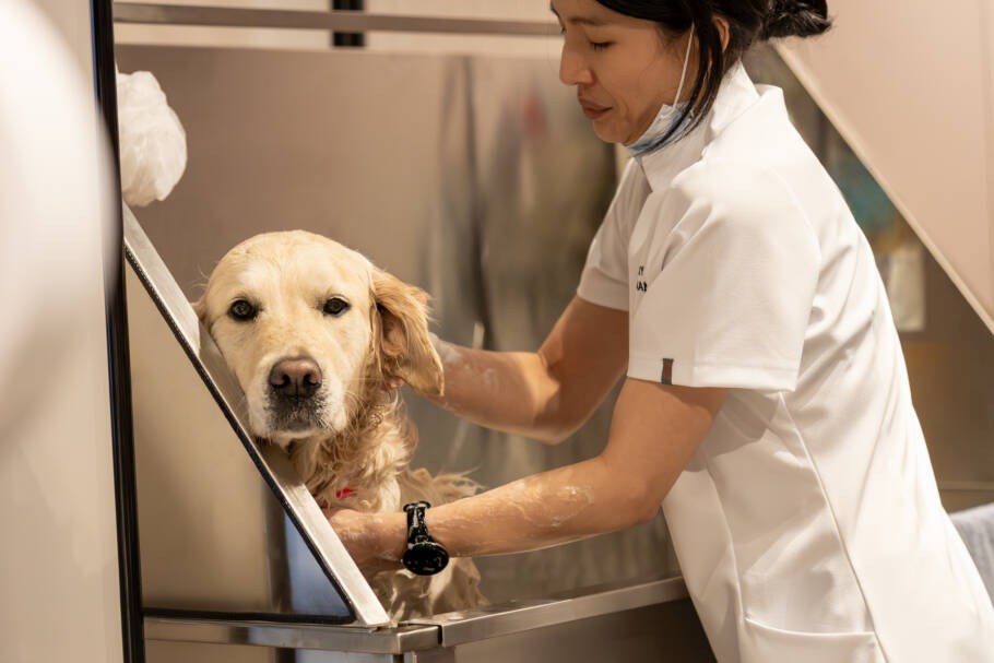 Dog Grooming Parlour oferece serviços personalizados de acordo com as necessidades de cada animal