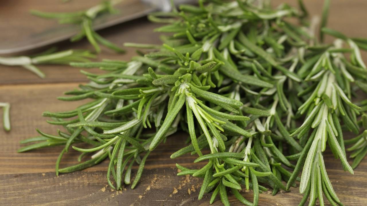 Alecrim vs. Lavanda: qual a melhor planta para relaxar à noite e acordar com energia?