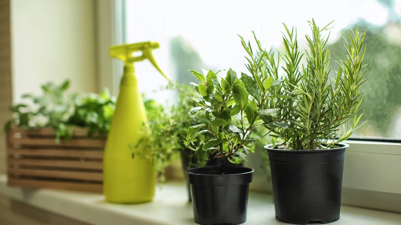 Ar puro e sem insetos: veja os benefícios de manter um frasco de alecrim nos cômodos da sua casa.