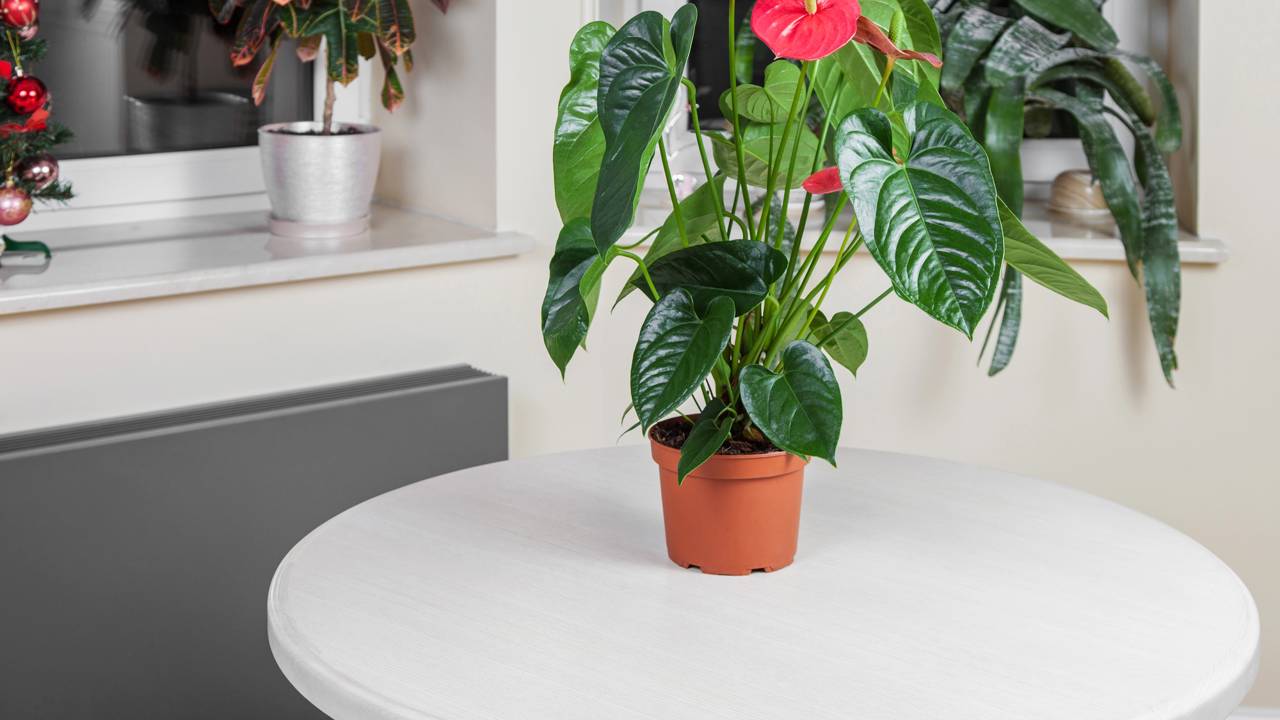 Simbolismo do Antúrio Vermelho: entenda por que esta planta é o símbolo máximo da recepção calorosa e como cultivá-la com elegância em apartamentos.