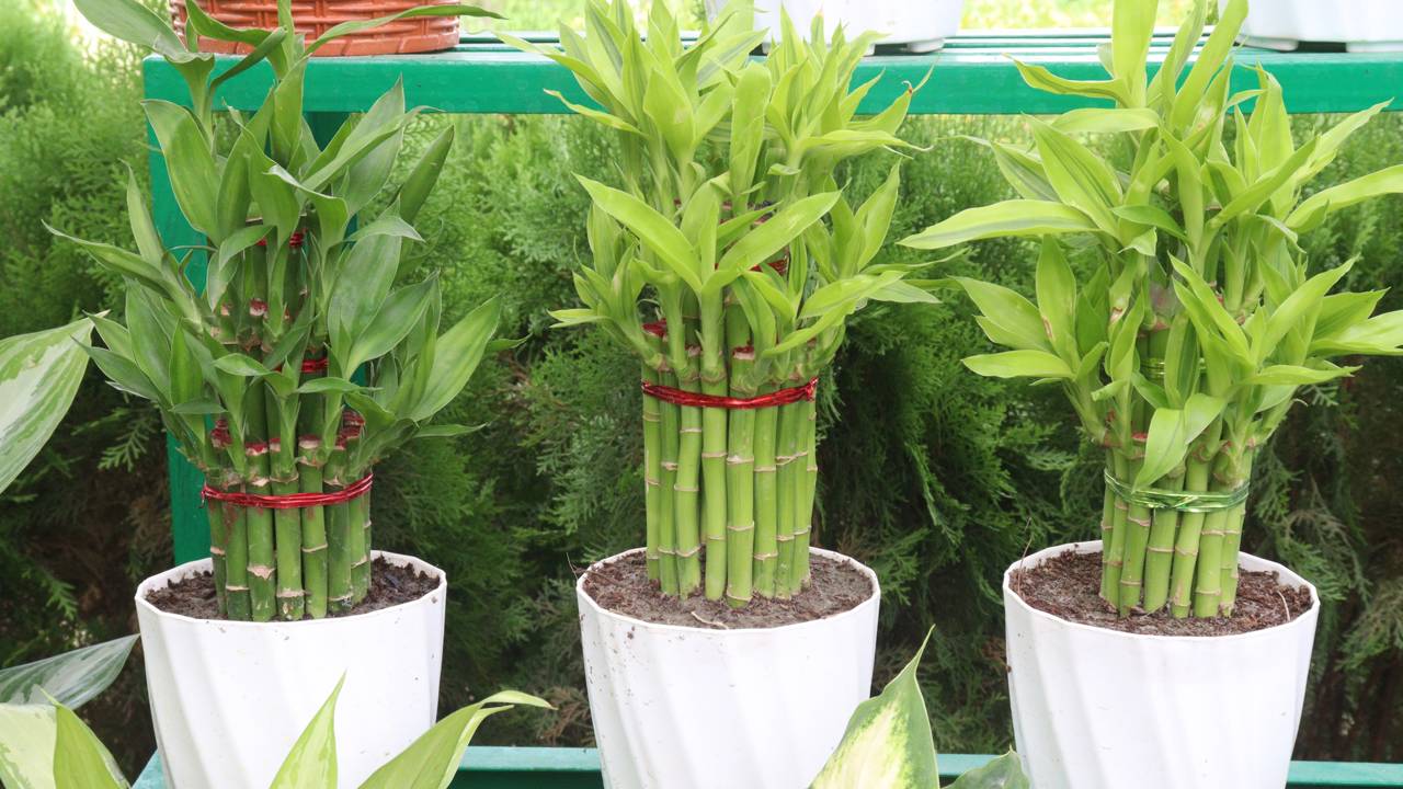 Guia de numerologia do Bambu da Sorte 2026: saiba por que evitar 4 hastes e como posicionar a planta para ativar a riqueza no setor Sudeste agora.