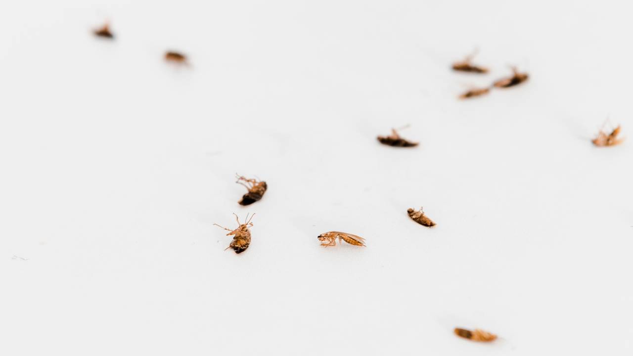 ontrole de baratas sem veneno: aprenda a receita de açúcar e bicarbonato segura para casas com crianças e animais.