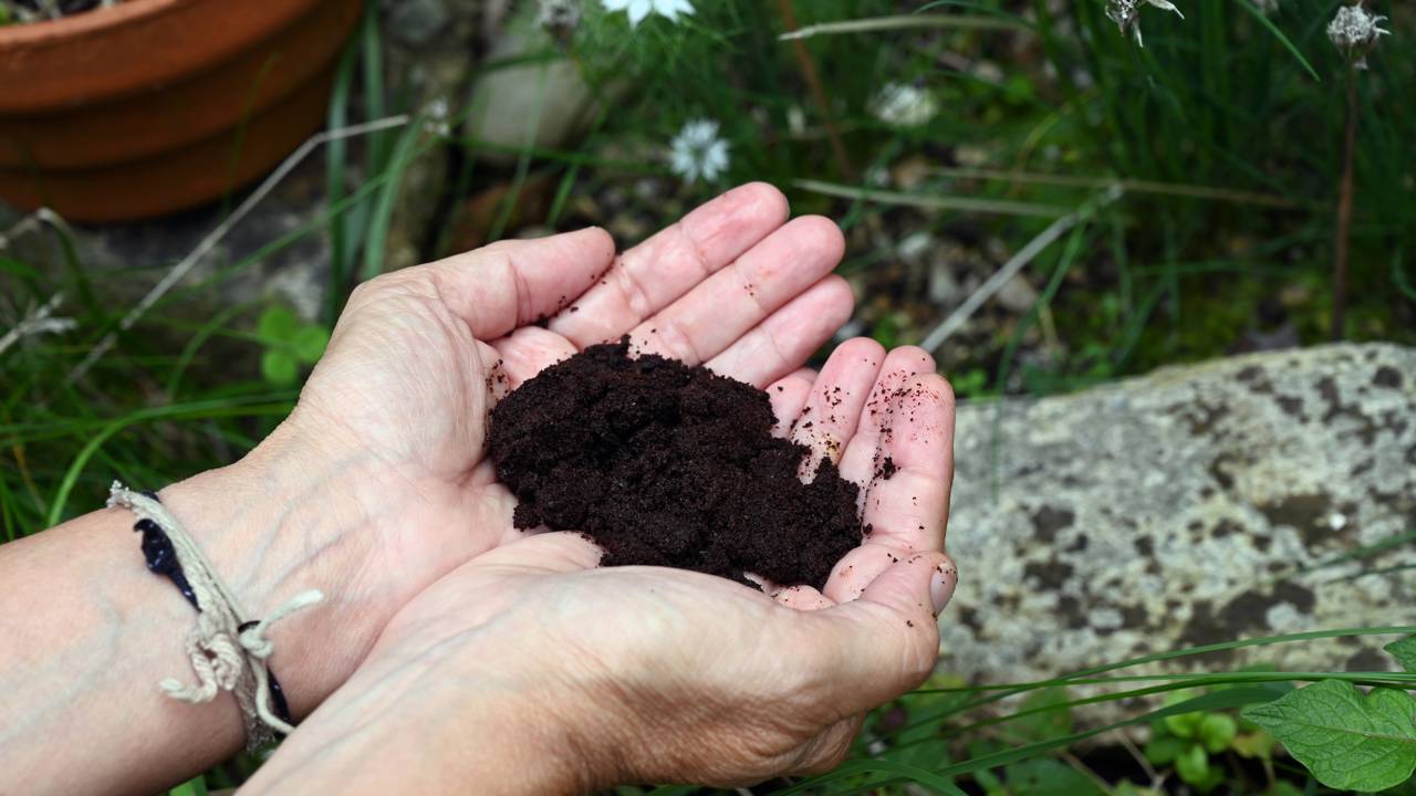 Aprenda a adubar suas plantas com borra de café em apenas 2 minutos. Veja o passo a passo para não errar na dose e manter seu solo fértil e arejado sem gastar nada.