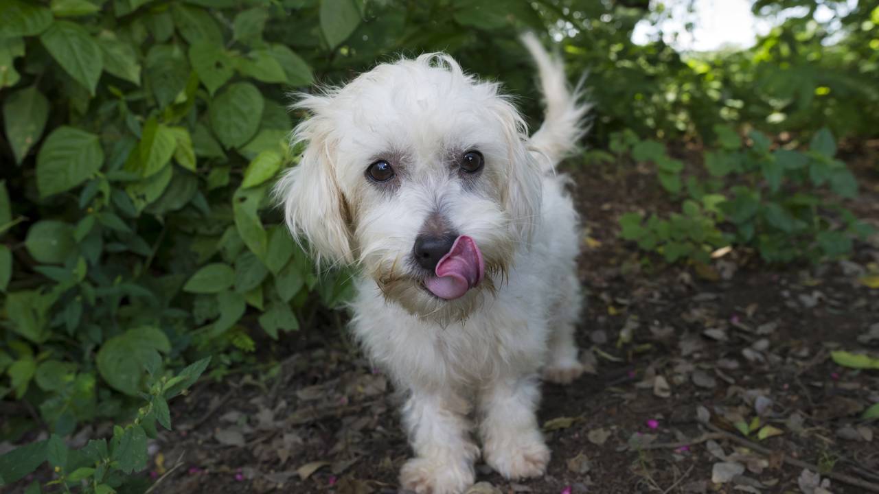 Sabia que o rabo abanando nem sempre significa alegria? Explore o significado do abanar para a esquerda e aprenda a ler orelhas e postura para evitar conflitos em casa.