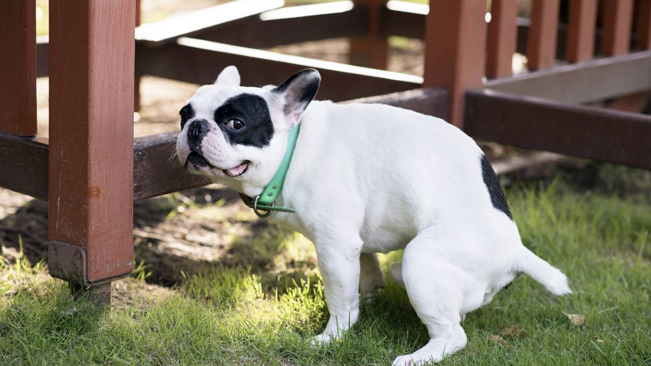 O significado do contato visual canino em momentos vulneráveis. Aprenda a interpretar orelhas, cauda e tensão muscular para garantir o bem-estar do seu cão.