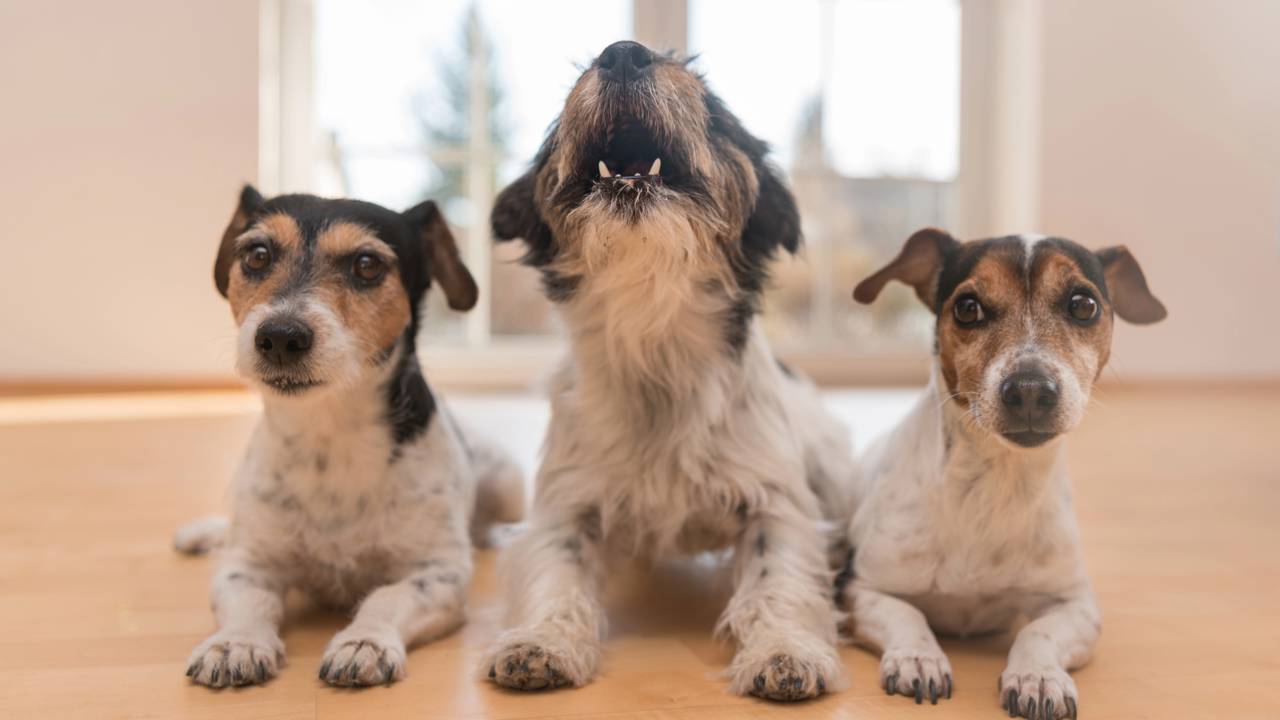 O erro comum de ignorar a ansiedade do cachorro pode ser confundido com misticismo. Veja como interpretar sinais de estresse com segurança e proteja sua paz familiar.
