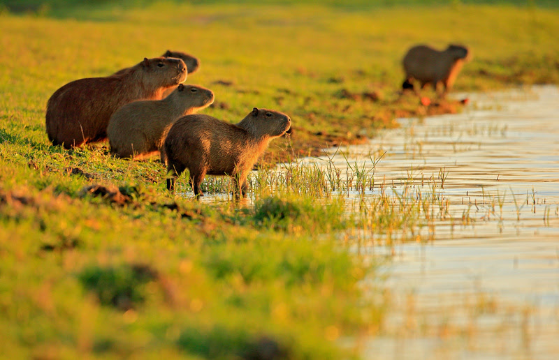 Quando as chuvas cessam a fauna passa a se concentrar nas margens de rios e lagoas em busca de alimento