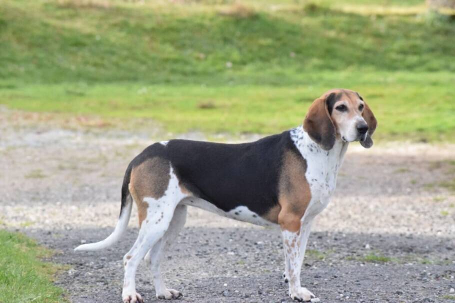 A prática regular de exercícios físicos é indispensável para o beagle harrier (Imagem: Renge1988 | Shutterstock)