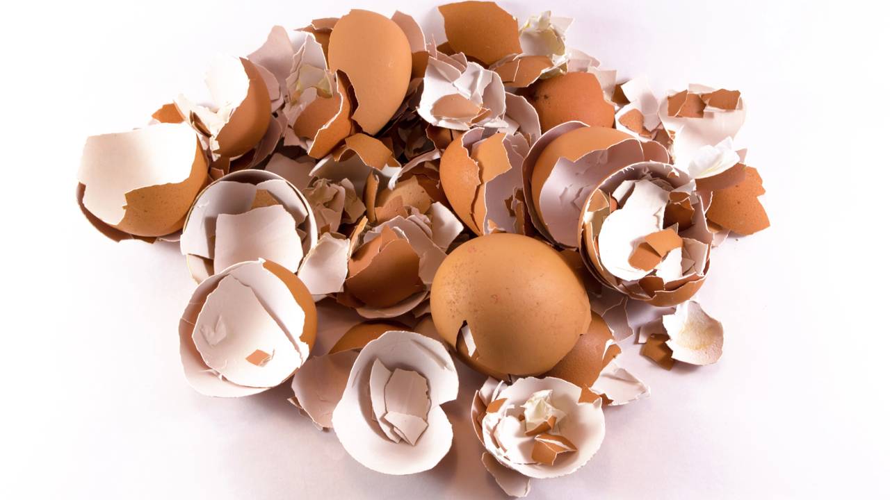 O segredo do pó de casca de ovo: saiba como higienizar e triturar corretamente para evitar odores e atrair polinizadores.