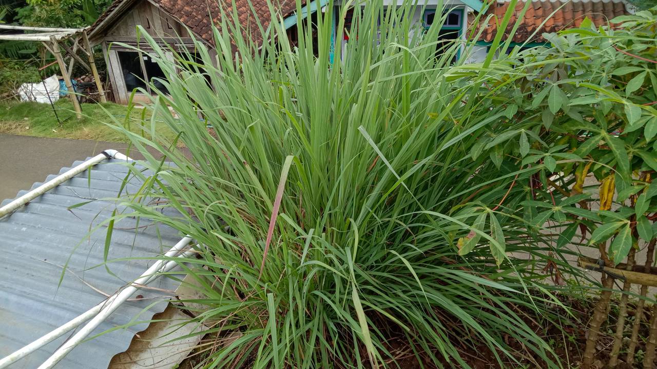 Sua casa pode ser um refúgio livre de pernilongos com soluções naturais. Saiba como o óleo essencial de citronela confunde os insetos e garante um sono muito mais tranquilo.