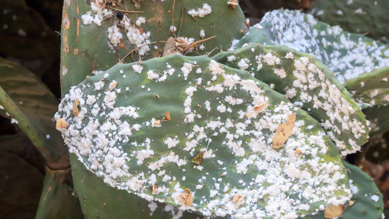 Veja como o detergente neutro e o álcool protegem seu jardim contra invasores, garantindo plantas vibrantes e livres de fungos.
