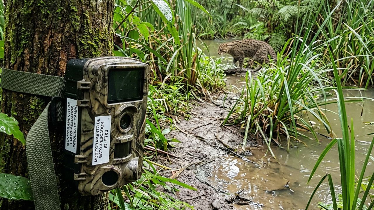 Preservar áreas úmidas é vital para a sobrevivência do gato-pescador.