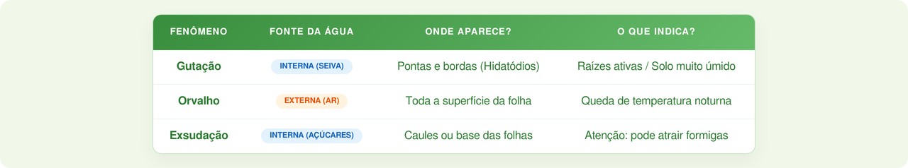 Veja se o fenômeno é natural ou sinal de fungos e como ajustar a ventilação do seu jardim.