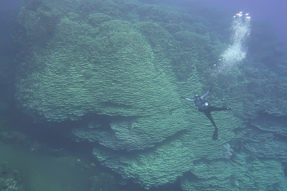 Um pesquisador da NOAA nada em frente ao enorme coral no Monumento Nacional Marinho da Fossa das Marianas.