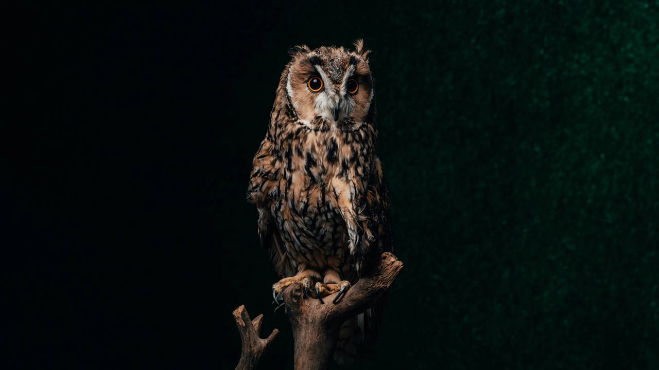 Uma vida conectada com a cultura exige respeito aos mistérios do campo. Saiba o que a ciência diz sobre a coruja rasga-mortalha e transforme o medo em curiosidade.